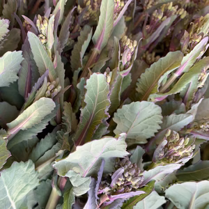 自然栽培のおいしい【のらぼう菜】約1kg