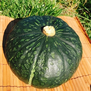 《お得セット》くりりんカボチャ♪(中サイズ3玉　計5kg～）