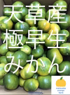 天草産　極早生みかん　家庭用