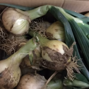 タップリ石野水産ちりめん段々畑新玉ねぎひじきセット