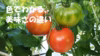 農薬使用履歴あり、大玉トマト。味に自信有？ 『美味しいかどうか解りません！』