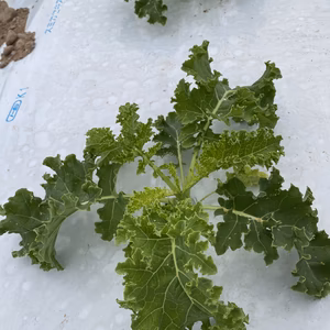 ★朝採り　カリーノケール　農薬・除草剤・化学肥料不使用栽培