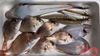 【唐津産】冷凍！加熱用！おまかせ　エビこぎ網鮮魚セット（鱗・内臓・エラ取）
