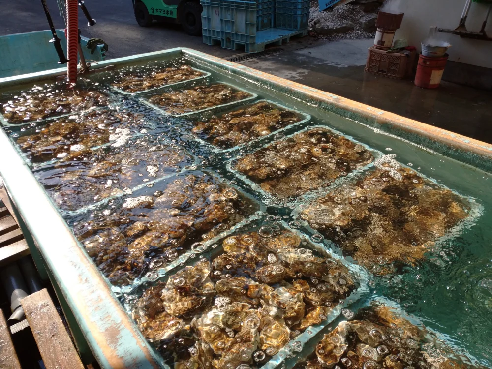 旨味たっぷり、気仙沼大島ヤマヨ水産の牡蠣！