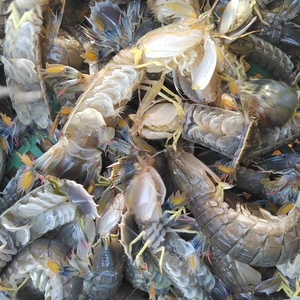 活梱包 ★海水ごと輸送のシャコ 蝦蛄 シャコエビ 1ｋ（20-32匹）2ｋもあり
