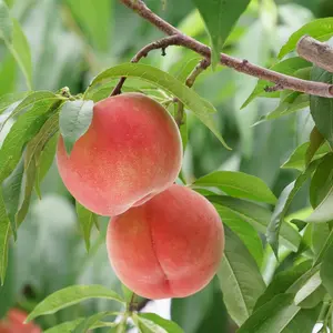 南信州、松川町でお日様を浴び育った桃”なつっこ”　贈答用3キロ箱