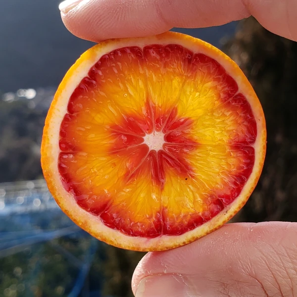 箱込約２㌔　味濃厚ブラッドオレンジ