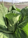 季節の野菜セット11/19出荷分【農薬化学肥料不使用】80サイズいっぱいにして