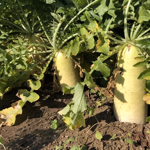 よくばり大根セット♪(聖護院、紅芯大根、ころっ娘&あやめっ娘等)