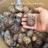 水田で育てた贅沢品！　サトイモ『土垂』(4KG)　ミックスサイズ