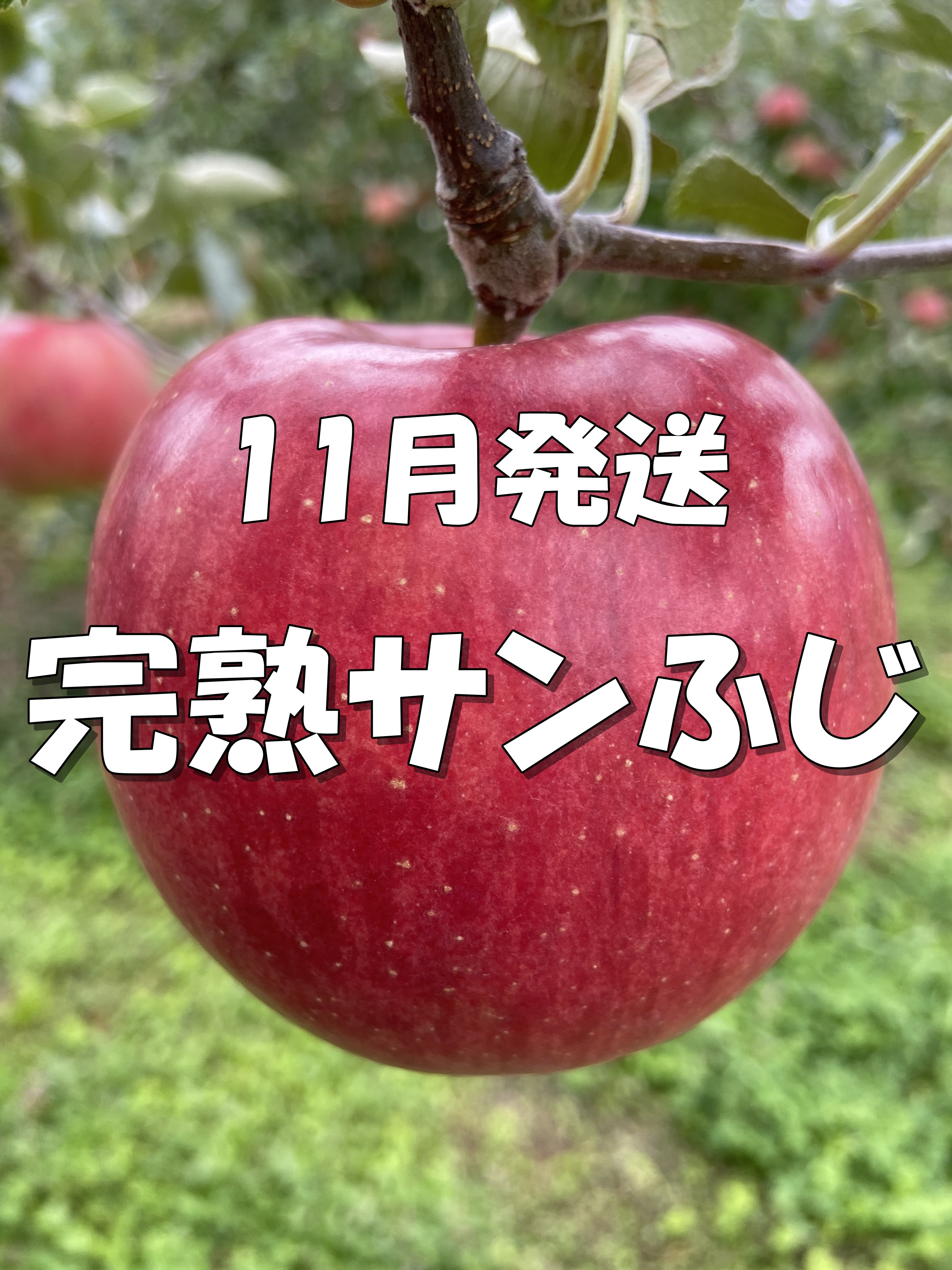 シャキシャキッ！完熟サンふじ 2kg箱～ 11月発送 信州りんご ｜果物の商品詳細｜ポケットマルシェ｜産直(産地直送)通販 -  旬の果物・野菜・魚介をお取り寄せ