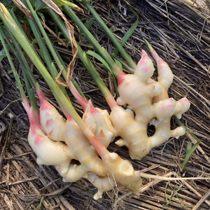 阪口農園の浜生姜　三里浜砂丘地の有機で育てた美味しい新生姜。今年は農薬不使用