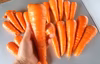 規格外・少しワケあり人参(化学農薬・化学肥料不使用)