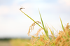 新米◆優しい甘みのあきたこまち5㎏◆特別栽培米・減農薬減肥料県基準5割以上減