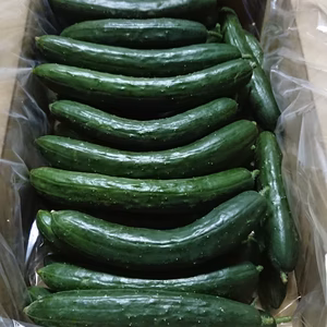 訳ありきゅうり5kg詰め合わせ