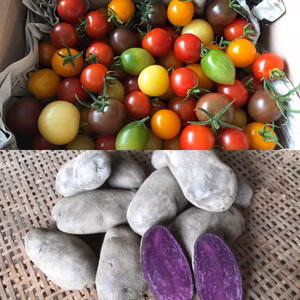 カラフルミニトマトと色じゃがいものセット
