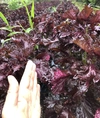 2kg【期間限定】農薬不使用の赤紫蘇！入るだけお包みします！自然栽培　