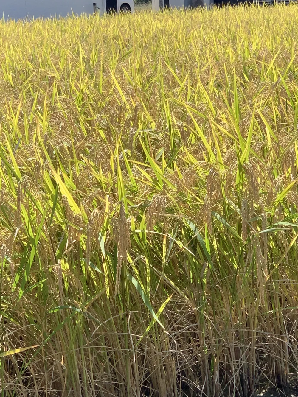 栽培期間農薬除草剤無コシヒカリ(玄米)はぜかけ米 食味値85点Aランク