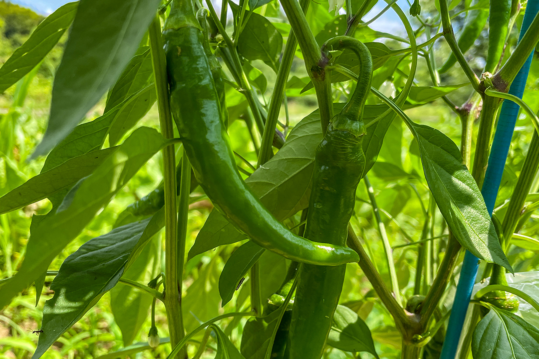 10月22日以降お届け】激辛！青唐辛子 無農薬栽培 300g ネコポス