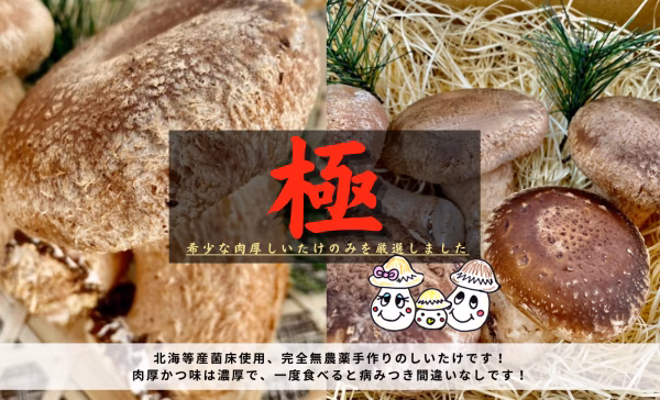 【極】香・形・色の全てを兼ね備えたしいたけのみを集めました