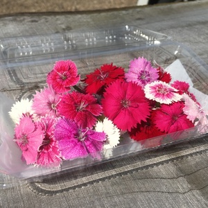 エディブルフラワー ナデシコ(食用花)