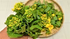 早春の珍品野菜　白菜の菜花