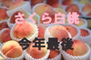 今年最後　レア品種　さくら白桃　9月上旬予定　ASIAGAP認証農場：津軽農園　