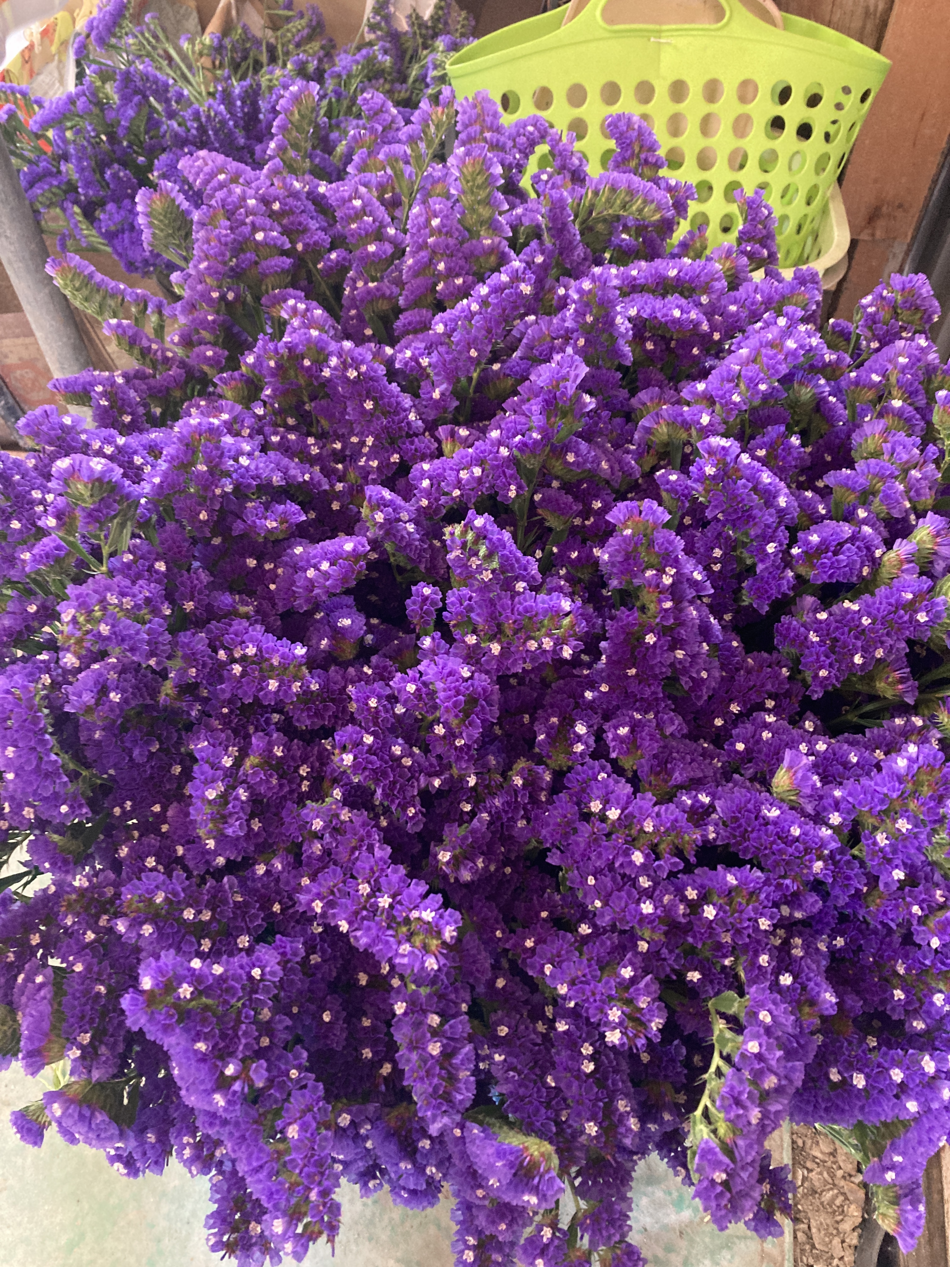 ハイブリッドスターチス❣️薄紫系 〈No.15〉 スターチス 紫色 15本～20本｜花（切花・鉢花）の商品詳細