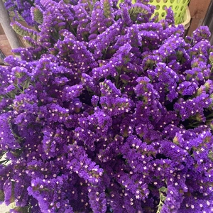 スターチス　紫色　15本～2０本