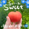トマト 3種セット 北海道壮瞥町産  農家直送