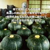 【京野菜】ほくほく甘うま★カラフル完熟南瓜セット【追熟完了】