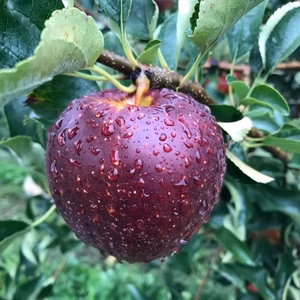 長野県産・【一押し】完熟りんご信州三兄弟・シナノ秋映