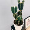 ［在庫］　柱サボテン　鬼面角 ブランチ　6号　観葉植物　室内　多肉植物　ユニーク
