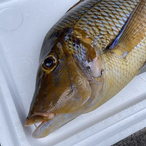 【魚突き】傷あり　ハマフエフキ2.3kg 鱗、下処理済