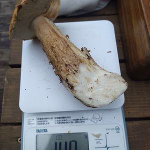 ◆初物◆ニセコ産天然ポルチーニ状態良し
