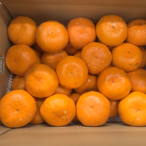 和歌山産 蔵出し みかん サイズ2L