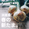【ちょっぴり訳あり】子どもたちがパクパク食べちゃう♪春の新たまねぎ ５kg
