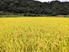 自然栽培のお米 亀の尾『白米』