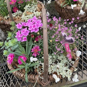贈答用にも★花バスケット寄せ植え★Mサイズ幅３０センチ程度