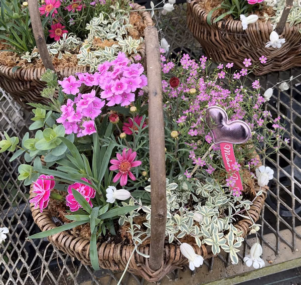 贈答用にも★花バスケット寄せ植え★Mサイズ幅３０センチ程度