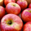 希少品種リンゴ♪甘みたっぷり未希ライフ〈ご家庭用〉