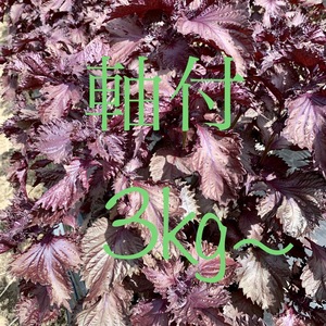 ちりめん赤しそ★軸付★朝どり★新鮮★希望者には青紫蘇おまけ付！