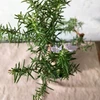 【食べられる盆栽】ローズマリー盆栽　サンタバーバラ (PS72)