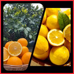 ☆春柑橘☆樹熟レモン はっさくセット 和歌山 有田 家庭用