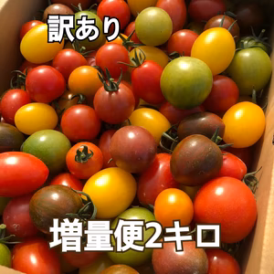 訳あり＊明日〜明後日発送します！