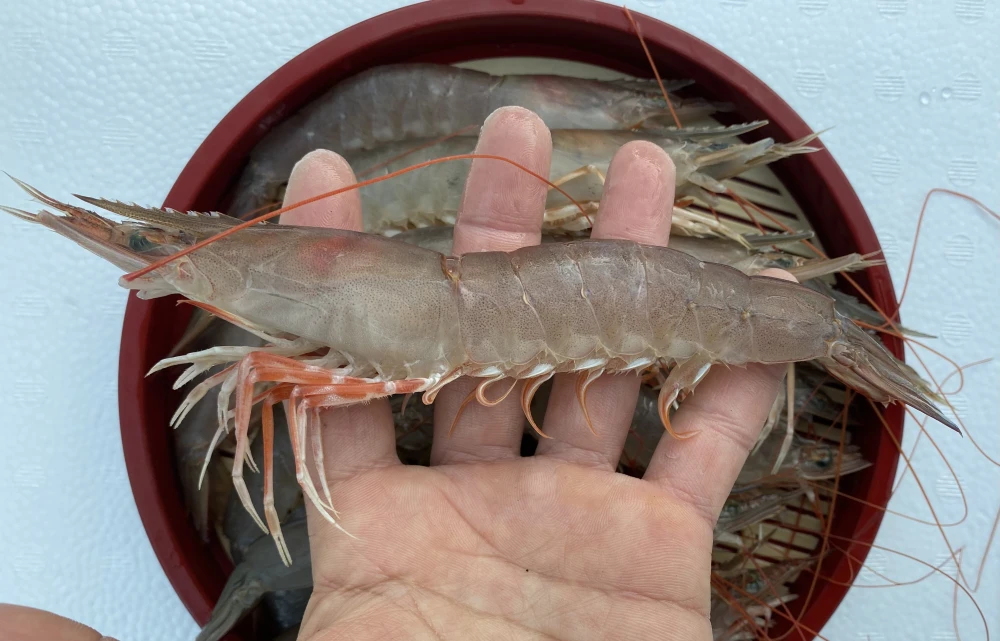 送料一律1000円 紀州雑賀崎 天然シラサエビ大中1kg