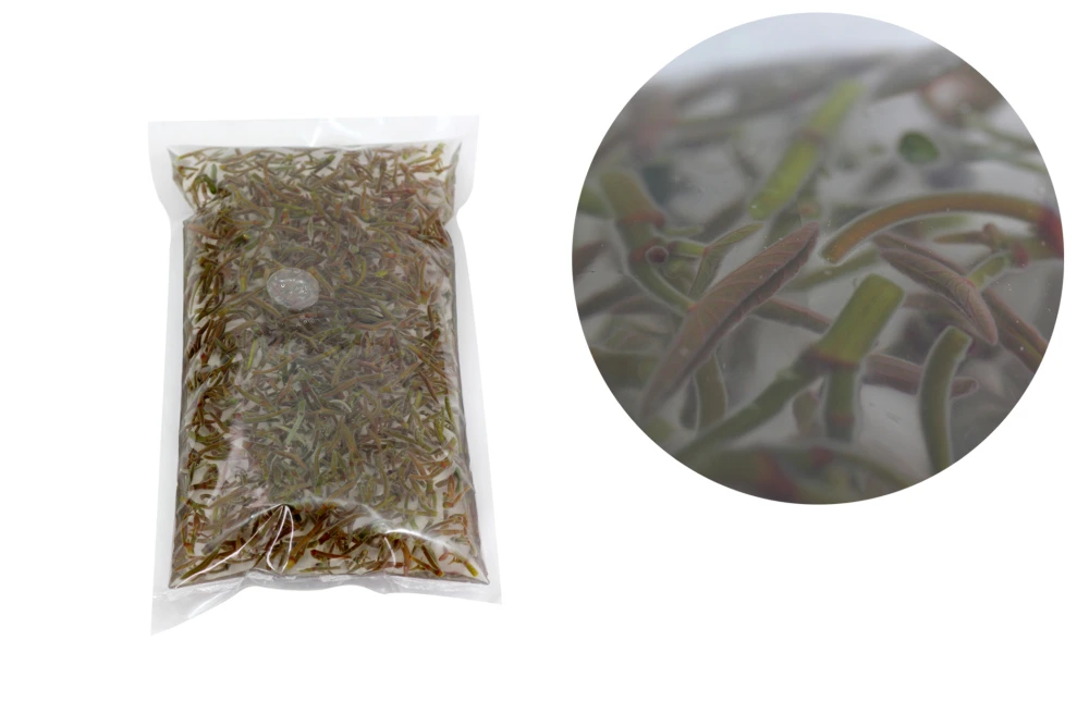生じゅんさい特選品500g　ぷるん！ぷるん！