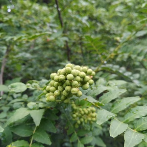 青森県八戸豊崎産　実山椒　フレッシュ採れたて
