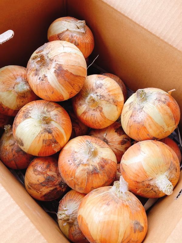 大きな大きな玉ねぎボックス