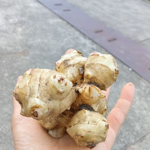 菊芋　肥料農薬不使用、自家採種、自然栽培
